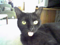 Black cat with tongue sticking out.
