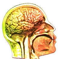 Colorful human brain cross-section illustration.