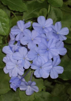 Purple flowers with green leaves background.